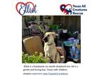 Adopt Elliott a White Anatolian Shepherd / Great Pyrenees / Mixed dog in