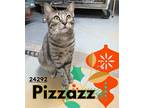 Adopt Pizzazz a Brown Tabby Domestic Shorthair / Mixed (short coat) cat in Oak