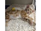Adopt Obsidian a Orange or Red Domestic Shorthair / Domestic Shorthair / Mixed