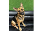 Adopt Lobo a Brown/Chocolate German Shepherd Dog / Mixed dog in Fort Worth