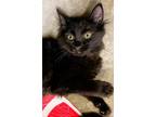 Adopt Arcia a Domestic Mediumhair / Mixed (short coat) cat in Clinton