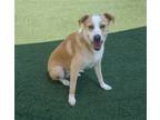 Adopt Pollie a Red/Golden/Orange/Chestnut Shepherd (Unknown Type) / Labrador