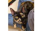 Adopt Paisley a Tortoiseshell Domestic Shorthair (short coat) cat in La Quinta