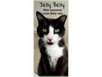 Adopt Jelly Belly, Willow Grove, PA (FCID# 06/01/23-101) a Black & White or