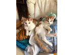 Adopt 23-02 Bryson a Orange or Red (Mostly) Domestic Shorthair / Mixed cat in St