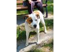 Adopt Leo a White Mixed Breed (Medium) / Mixed dog in Munster, IN (38603691)