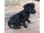 Adopt Finley URGENT a Labrador Retriever / Mixed dog in Scottsboro