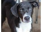 Adopt Kane a Gray/Silver/Salt & Pepper - with White Labrador Retriever / Hound