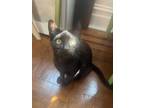 Adopt Sasha- 1/2 price adoption a All Black Bombay (short coat) cat in New York