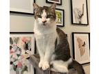 Adopt Leo a Brown Tabby Domestic Shorthair / Mixed (short coat) cat in Los