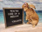 Adopt Celeste a Orange New Zealand / Mixed rabbit in Columbus, OH (38523898)