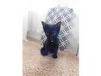 Adopt Lucas a All Black Domestic Shorthair / Mixed (short coat) cat in Brea