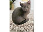 Adopt Hudson a Domestic Shorthair / Mixed (short coat) cat in Brea