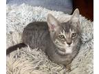 Adopt Hermione a Gray, Blue or Silver Tabby Domestic Shorthair / Mixed (short