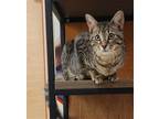 Adopt Meechi a Brown Tabby Domestic Shorthair / Mixed (short coat) cat in