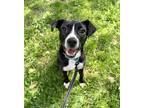 Adopt Bethany a Black - with White Boston Terrier / Beagle / Mixed dog in