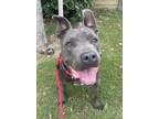 Adopt Rudy a Gray/Blue/Silver/Salt & Pepper Pit Bull Terrier / Mixed dog in