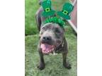 Adopt Rudy a Gray/Blue/Silver/Salt & Pepper Pit Bull Terrier / Mixed dog in