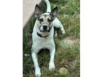 Adopt May a White - with Black American Pit Bull Terrier / Mixed dog in