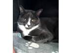 Adopt Kissy a Gray or Blue (Mostly) Domestic Shorthair / Mixed (short coat) cat