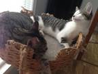 Adopt Abby & Andy/ BONDED PAIR a Brown Tabby Domestic Shorthair (short coat) cat