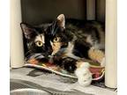 Adopt Cali a Tortoiseshell Domestic Shorthair / Mixed (short coat) cat in