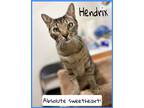 Adopt Hendrix, Jenkintown PS, PA (FCID#04/25/2023-143) a Gray