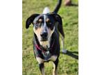 Adopt Goofy a Tricolor (Tan/Brown & Black & White) Hound (Unknown Type) / Husky
