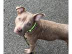 Adopt Ace NJ a Tan/Yellow/Fawn Pit Bull Terrier / Mixed dog in Rockaway