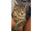 Adopt Ripley a Domestic Shorthair / Mixed (short coat) cat in Hoover