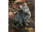 Adopt Meenie a Domestic Shorthair / Mixed (short coat) cat in Hoover