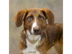 Adopt Carol a Border Collie / Spaniel (Unknown Type) / Mixed dog in Hot Springs