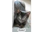 Adopt Peanut (FCID# 06/08/2023-140) a All Black Domestic Shorthair / Mixed