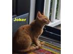 Adopt Joker (FCID# 05/30/2023-165) a Orange or Red Domestic Shorthair / Mixed