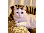 Adopt Savannah a Domestic Shorthair / Mixed cat in Oceanside, CA (38364836)