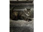 Adopt Bella a Domestic Shorthair (short coat) cat in Denver, CO (38420940)