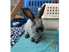 Adopt Lexie a American Sable / Mixed rabbit in Comox, BC (38560212)
