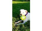 Adopt Kirkwood a White Boxer / Mixed dog in Austin, TX (38465514)