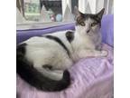 Adopt Sophia a White Domestic Shorthair / Mixed cat in Easton, PA (38528248)