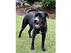 Adopt Gus a Black - with White Hound (Unknown Type) / Mixed dog in Mission