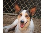 Adopt Tony 23 a Australian Cattle Dog / Mixed dog in Brookhaven, MS (38590764)