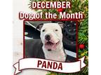 Adopt Panda Wrangler NJ a American Staffordshire Terrier / Mixed dog in