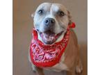 Adopt SIERRA a Tan/Yellow/Fawn American Pit Bull Terrier / Mixed dog in Kyle