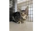 Adopt Earl a Brown Tabby Domestic Shorthair (short coat) cat in Stockton