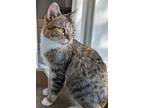 Adopt Nina a Domestic Shorthair / Mixed cat in Lexington, KY (38566781)