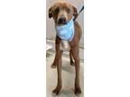 Adopt Ravioli a Brown/Chocolate Italian Greyhound / Terrier (Unknown Type