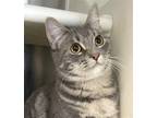 Adopt Ren a Gray or Blue Domestic Shorthair / Mixed (short coat) cat in