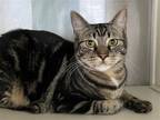 Adopt Anakin a Brown Tabby Domestic Shorthair / Mixed (short coat) cat in