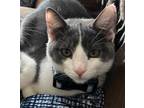 Adopt Leaf a Gray or Blue (Mostly) Domestic Shorthair (short coat) cat in