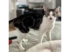 Adopt Ivy a Domestic Shorthair / Mixed cat in Brooklyn, NY (38521195)